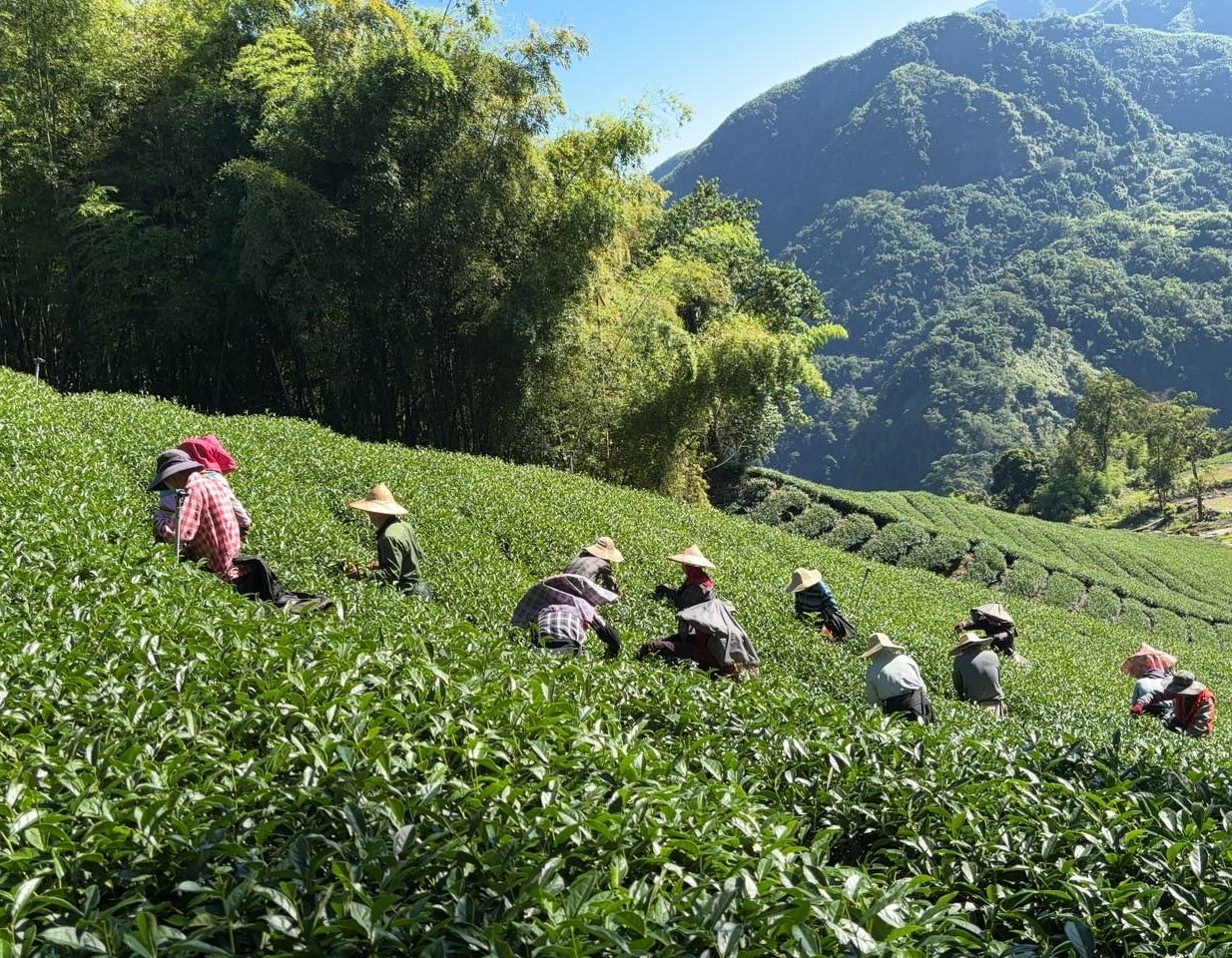 仙境民宿景觀二